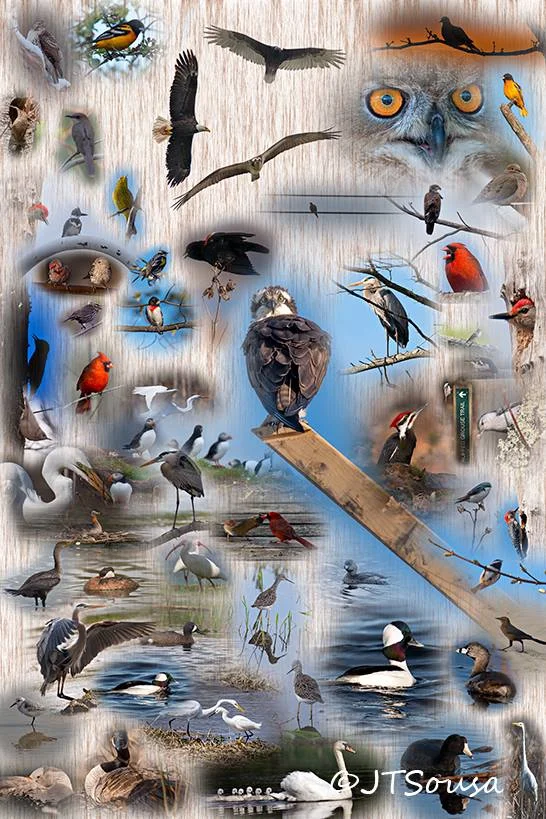 ForTheBirds.jpg