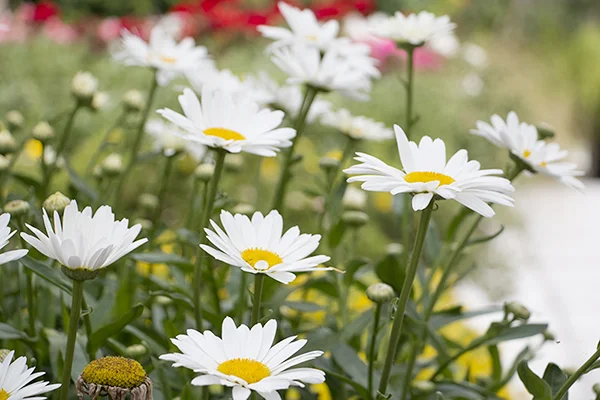 marguerites.jpg