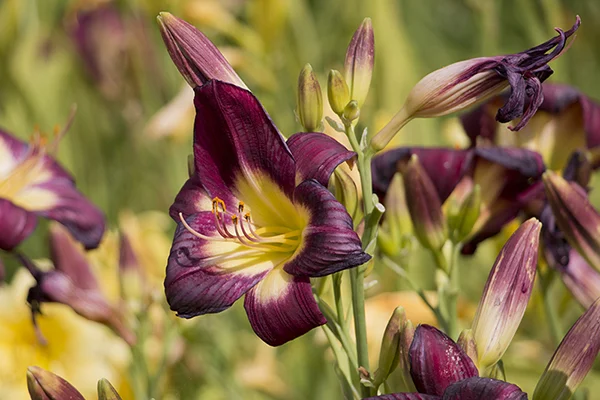 fleurs_mauves.jpg