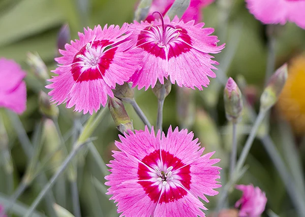 vivacerose_800.jpg
