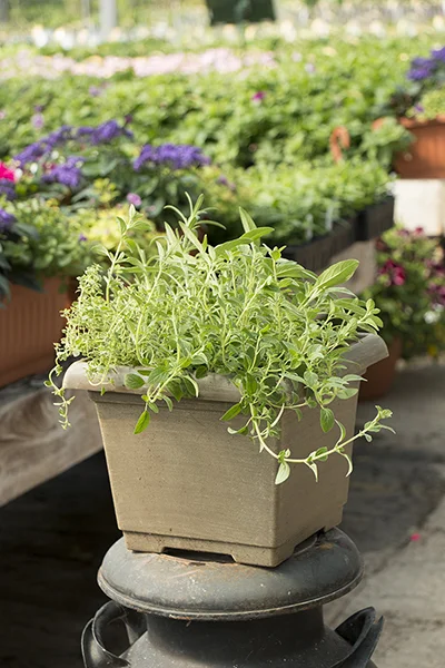 chezben_pot_herbes.jpg