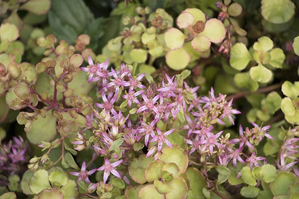 couvresol_fleurs_roses.jpg