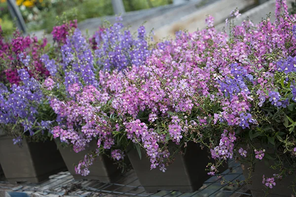 fleurs_pots_rose_mauve.jpg