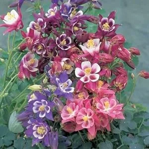 Aquilegia winky sparkle mix