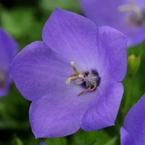 Campanula rapido blue