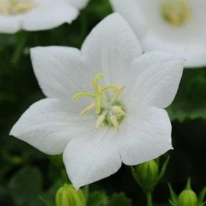 Campanula rapido white