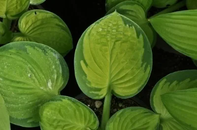 Hosta rainforests sunrise