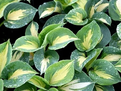 Hosta sieboldiana great expectations