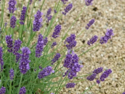 Lavande angustifolia purple