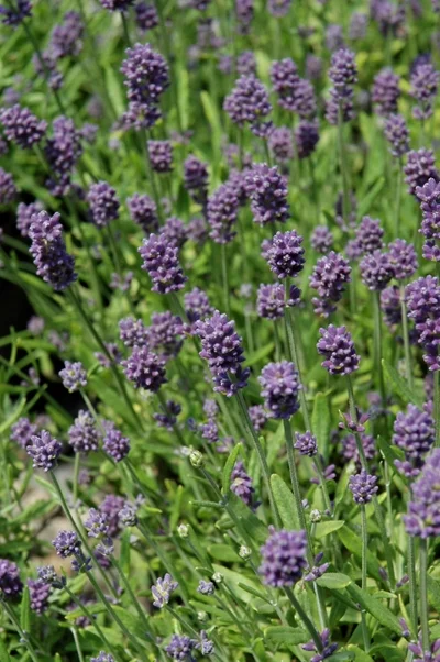 Lavande augustifolia mini blue