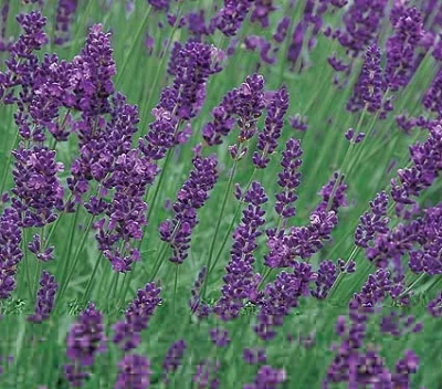 Lavande augustifolia munstead