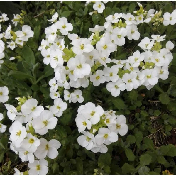Arabis lotti white