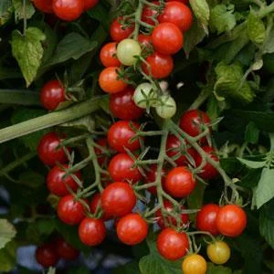 Tomate Candyland