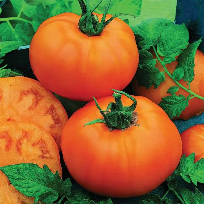 Tomate Chef choice orange