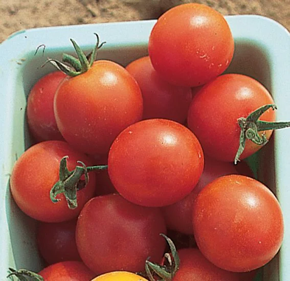 Tomate Sweet million
