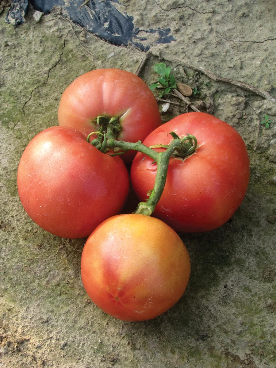 Tomate Ultra pink