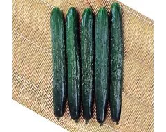 Concombre Tasty green