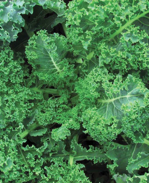 Chou kale Vates Blue Curl