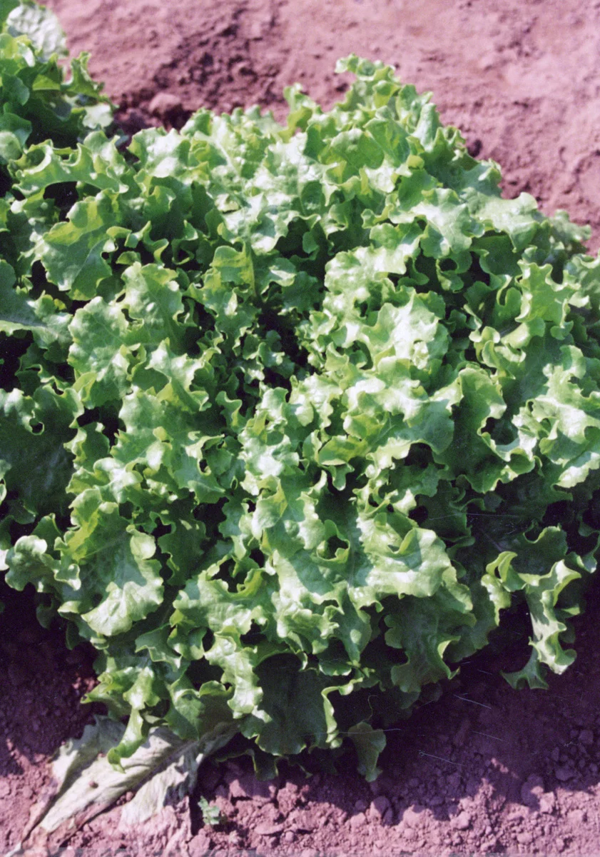 Laitue Chêne vert