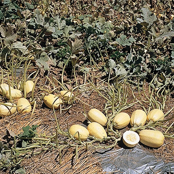 Courge spaghetti Trivoli