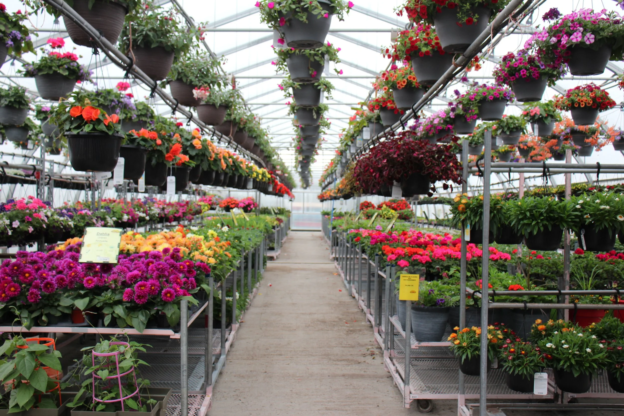 2e vaste choix de fleurs.JPG