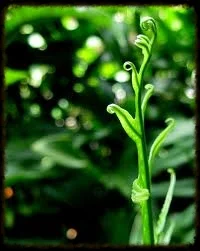 fern2.png