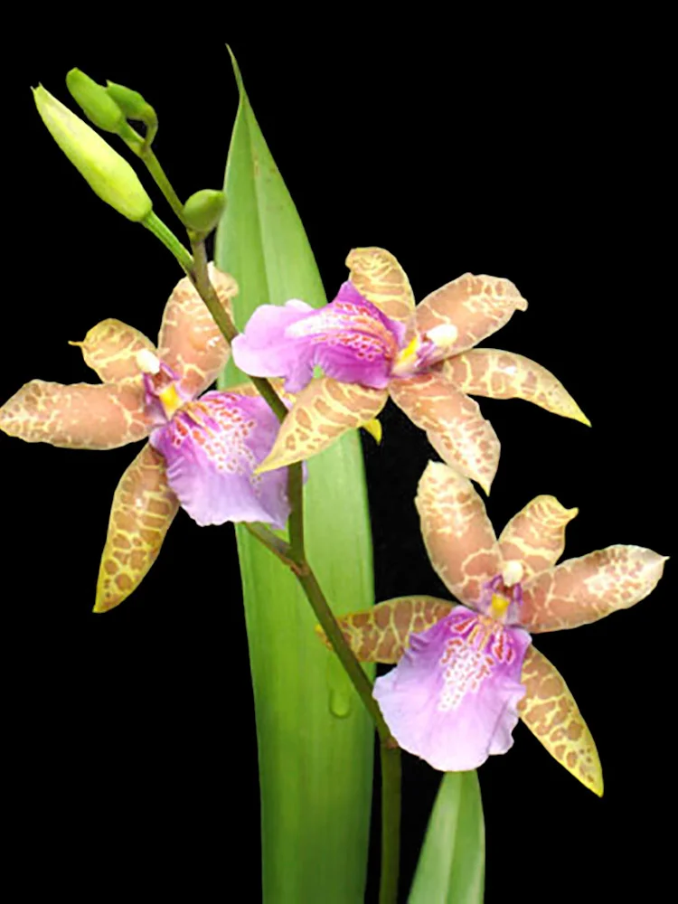 Miltonia