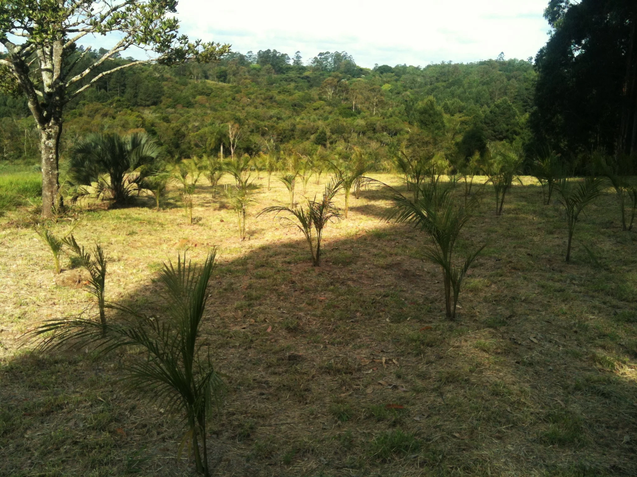  Producao a Campo 