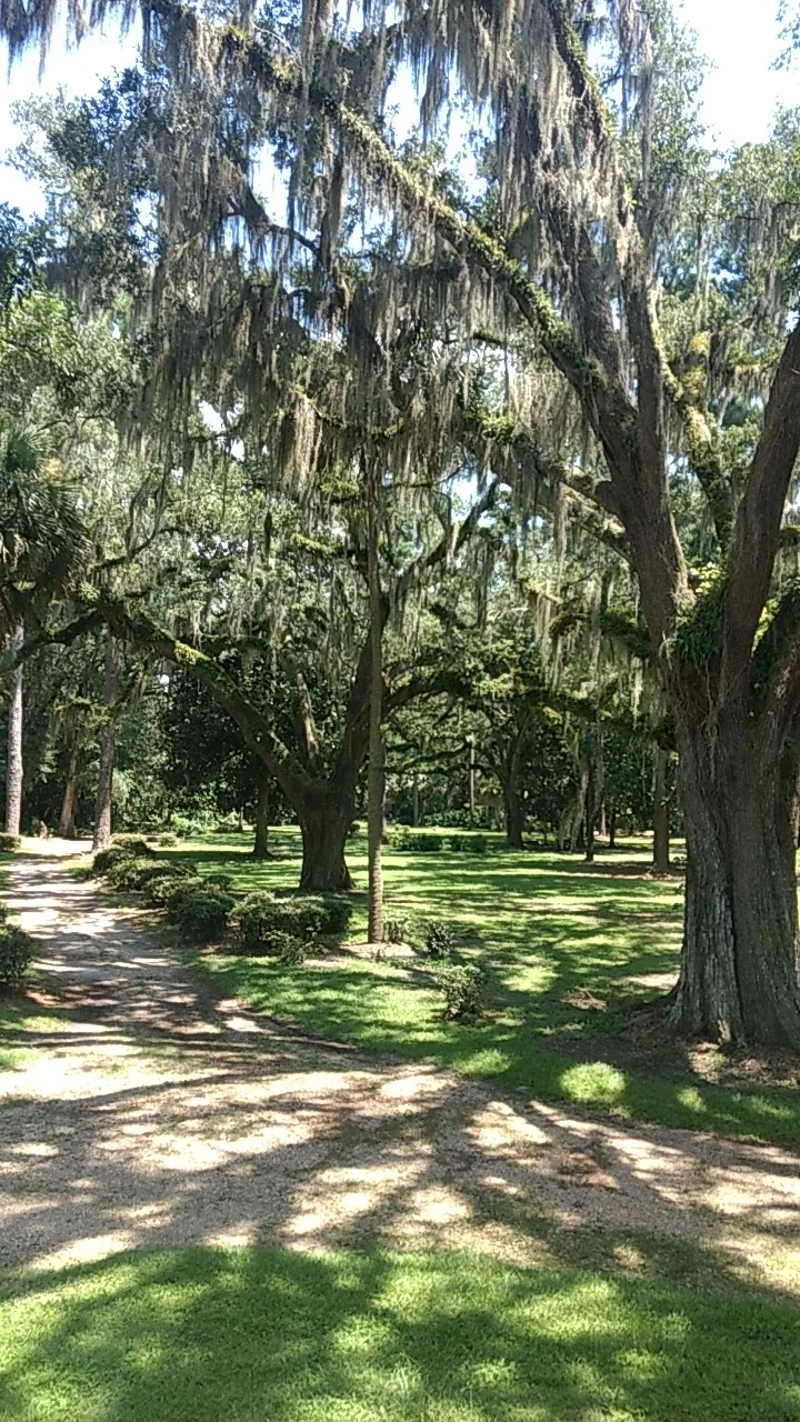 Sunlight in the trees at the Reid House Farm.
