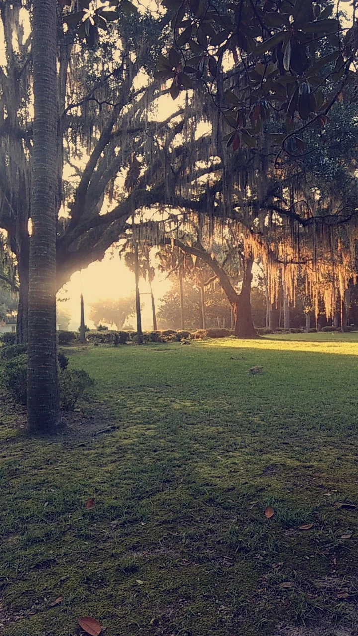 Morning sunlight in the palm and live oak trees.