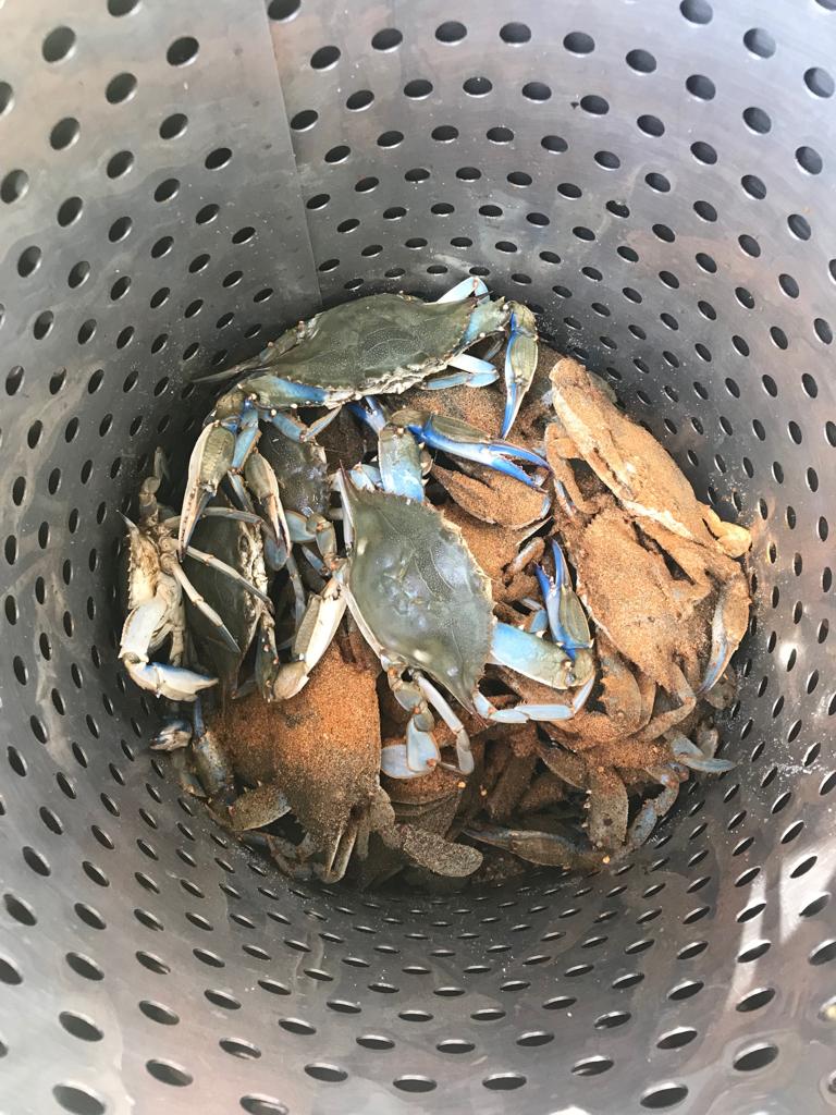 First time crabbing — WOODLAWN