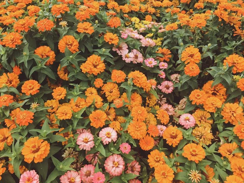 Flowers and Vacation