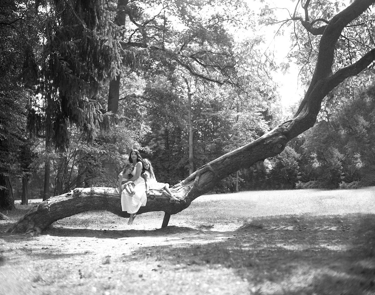tree.jpg