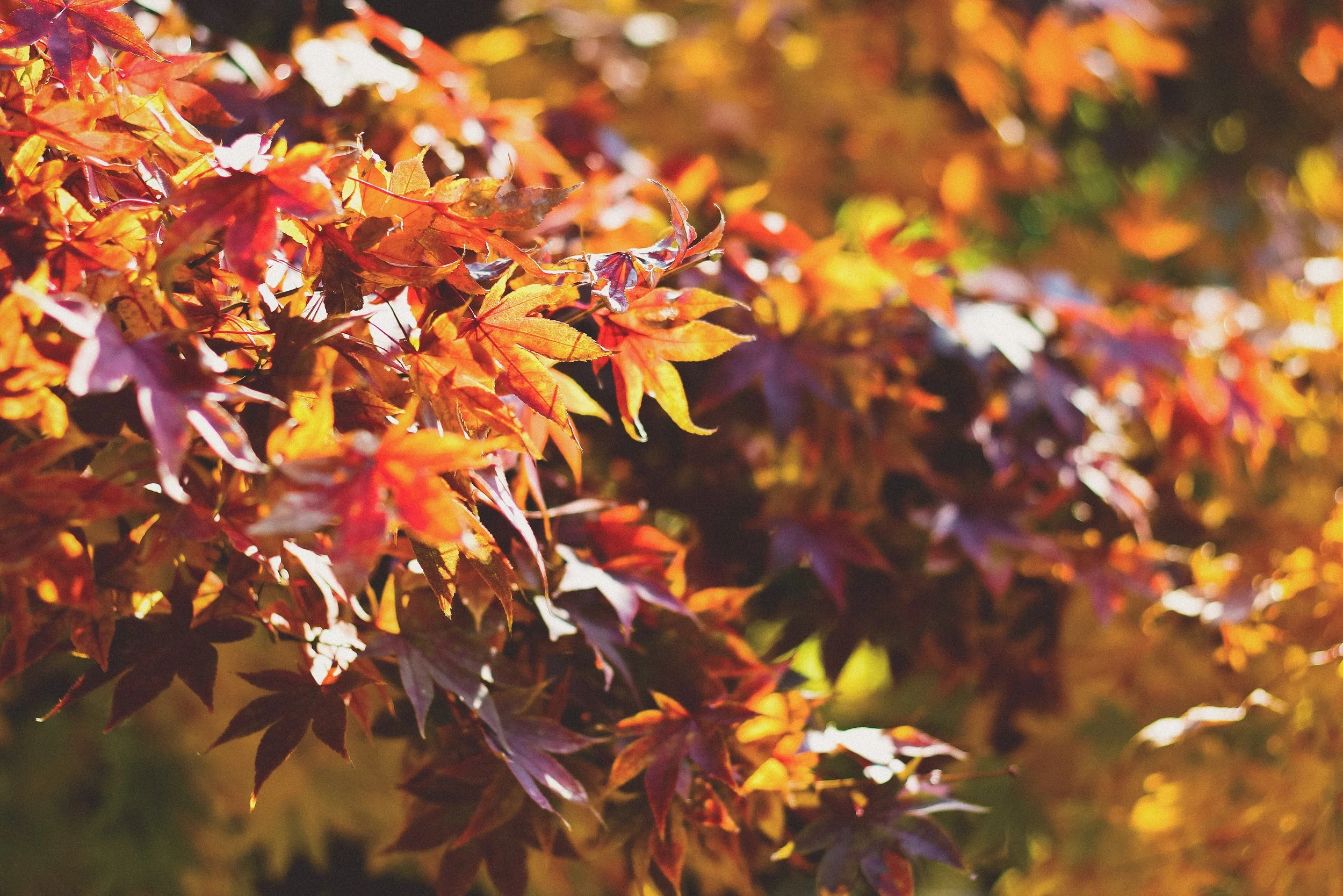 8 Quick Home Tips for Fall & Winter