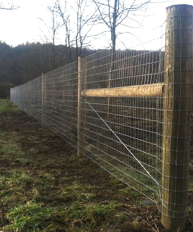 2x4" wire mesh ideal for maximum predator prevention