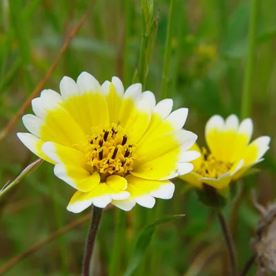 Coastal_tidytips_(Layia_platyglossa)_banner.jpg