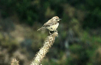 Photo 1 Cactus Wren.jpg