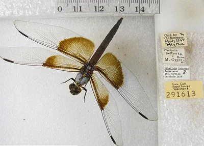 Photograph of a widow skimmer ( Libellula luctuosa ) specimen, taken as part of the UC Berkeley Calbug project to digitize insect specimen data from California’s entomology collections.