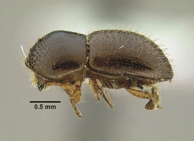 Adult beetles come in a range of shades between black (females) and brown (males) and are very small, ranging from 0.05 to 0.1 inches in length. Photo: Stacy Hishinuma, UC Davis, Department of Entomology. 
