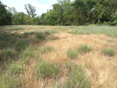Katchituli grasslands. 