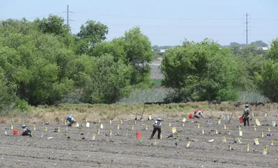 Riparian restoration at Dos Rios Ranch also provides sustained employment opportunities for area youth, such as members of the California Conservation Corps who assist with weed control, plant native species, and receive training on restoration methods.