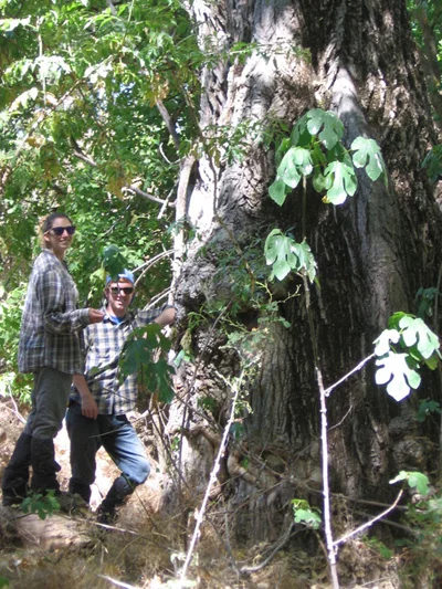 This gigantic cottonwood, whose diameter exceeds 196 cm, represents about 27.5 tons of carbon dioxide removed from the atmosphere, and a value of more than $300 in carbon credits.
