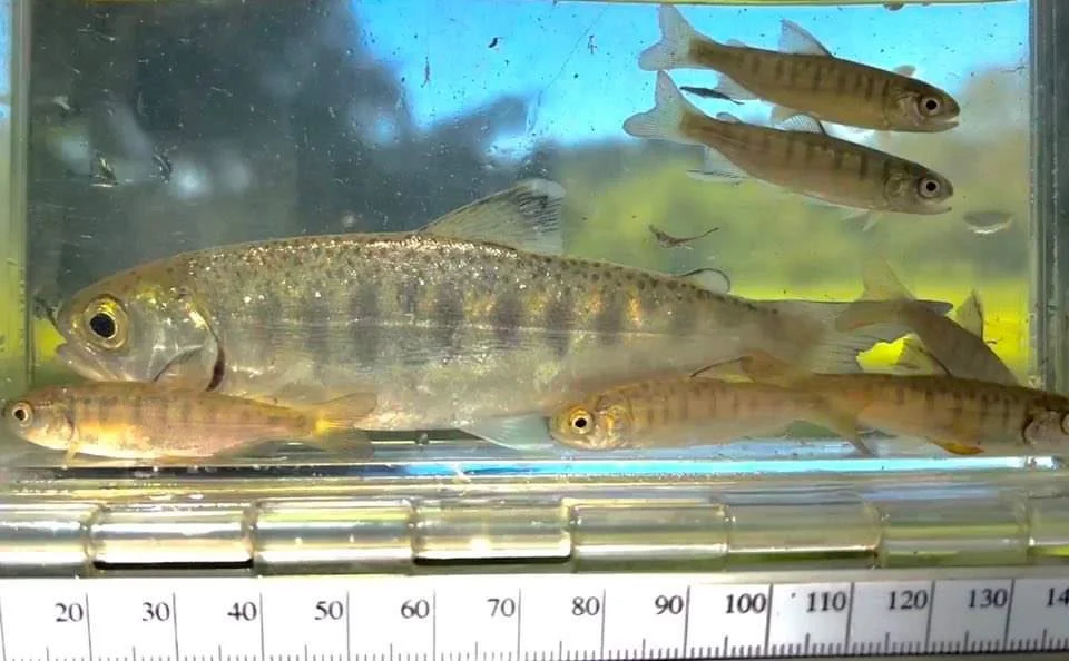 HB Martin Slough_5-19-22_pic#5.jpg.jpg