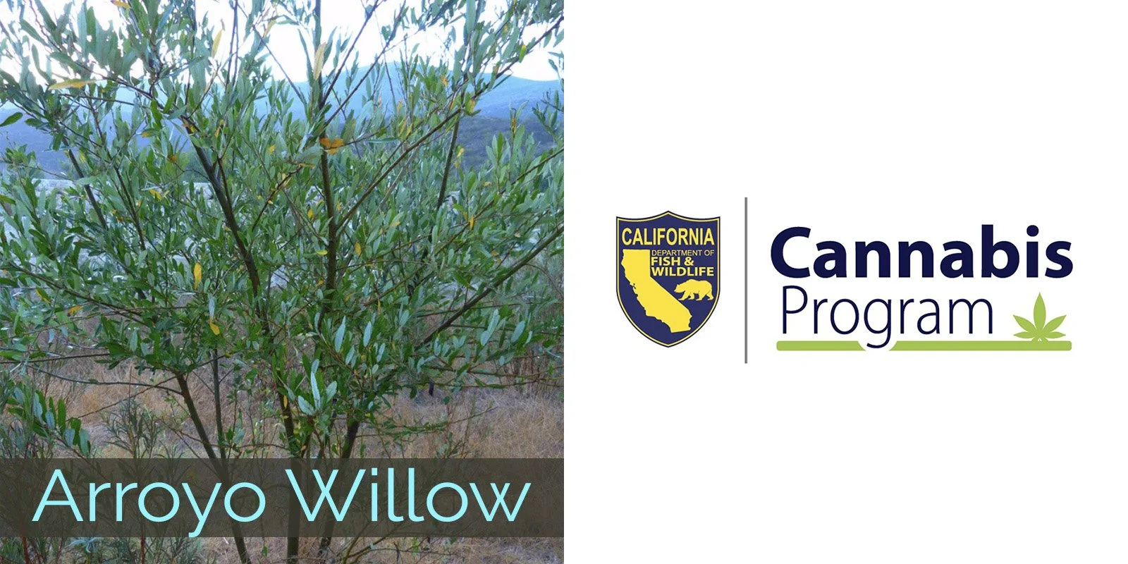 2026 arroyowillow cannabis.jpg
