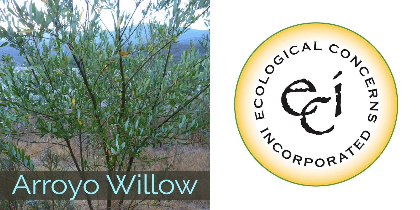 2026 arroyowillow EcolConcerns.jpg