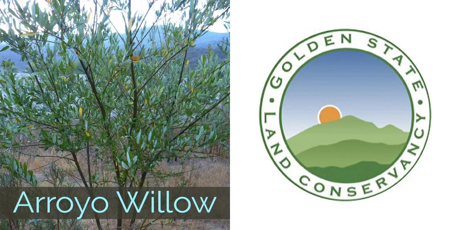 2026 arroyowillow goldenstlandcons.jpg