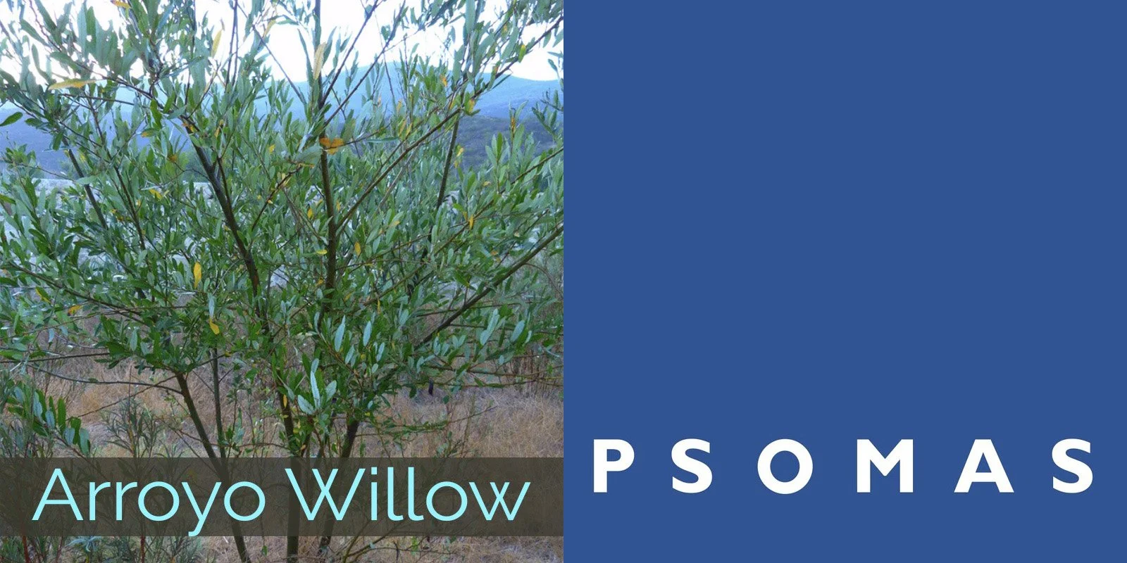 2026 arroyowillow psomas.jpg