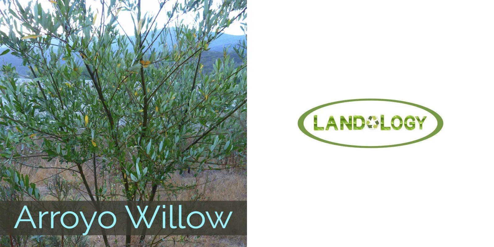 2026 arroyowillow landology.jpg