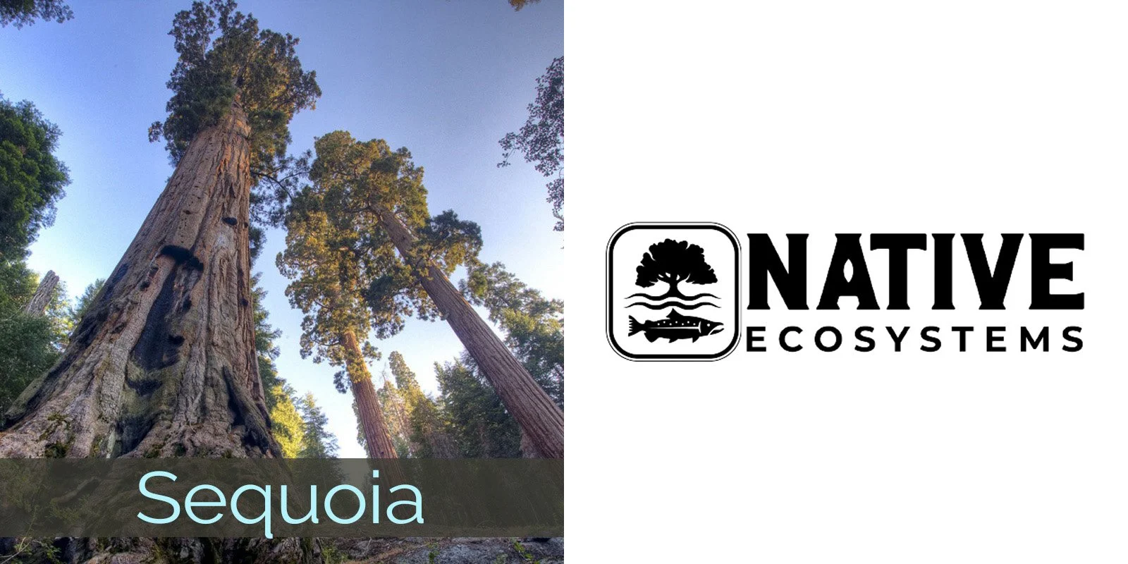 2026 sequoia natecosys.jpg