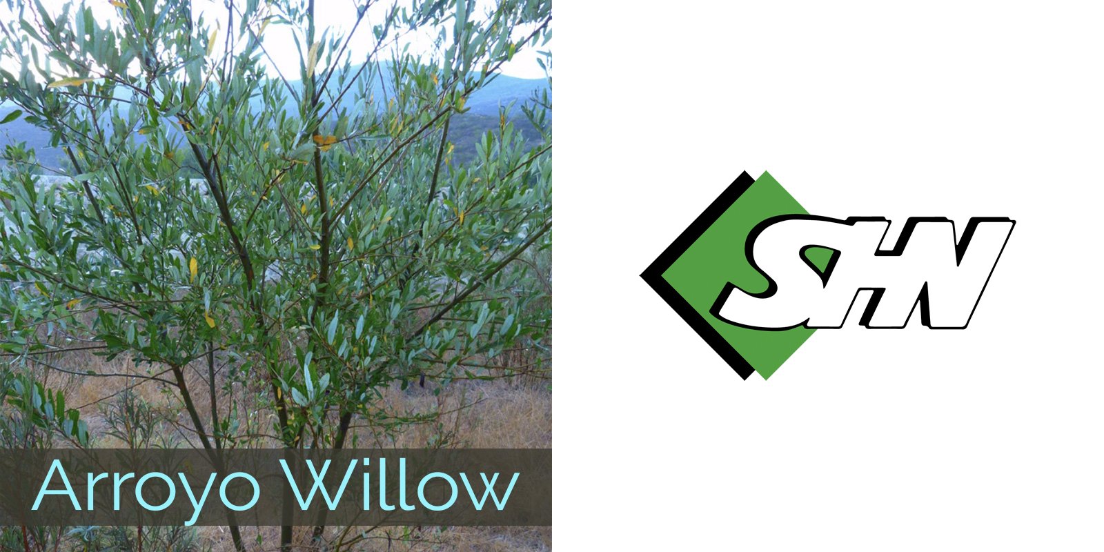 2026 arroyowillow SHN.jpg